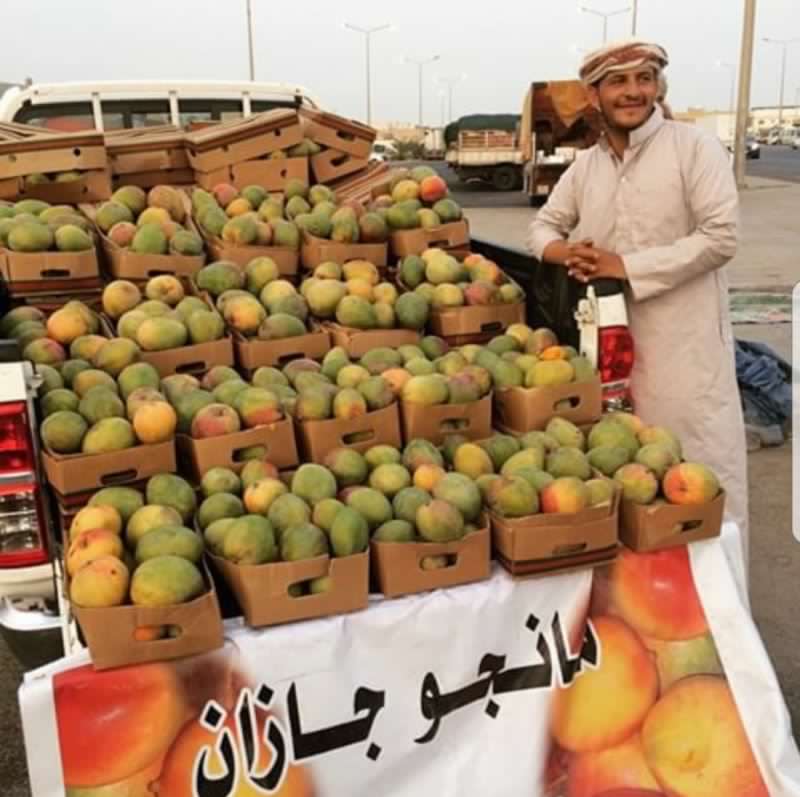 شاهد بالصور.. مانجو جازان يبدأ الإنتاج وهذه مطالب المزارعين