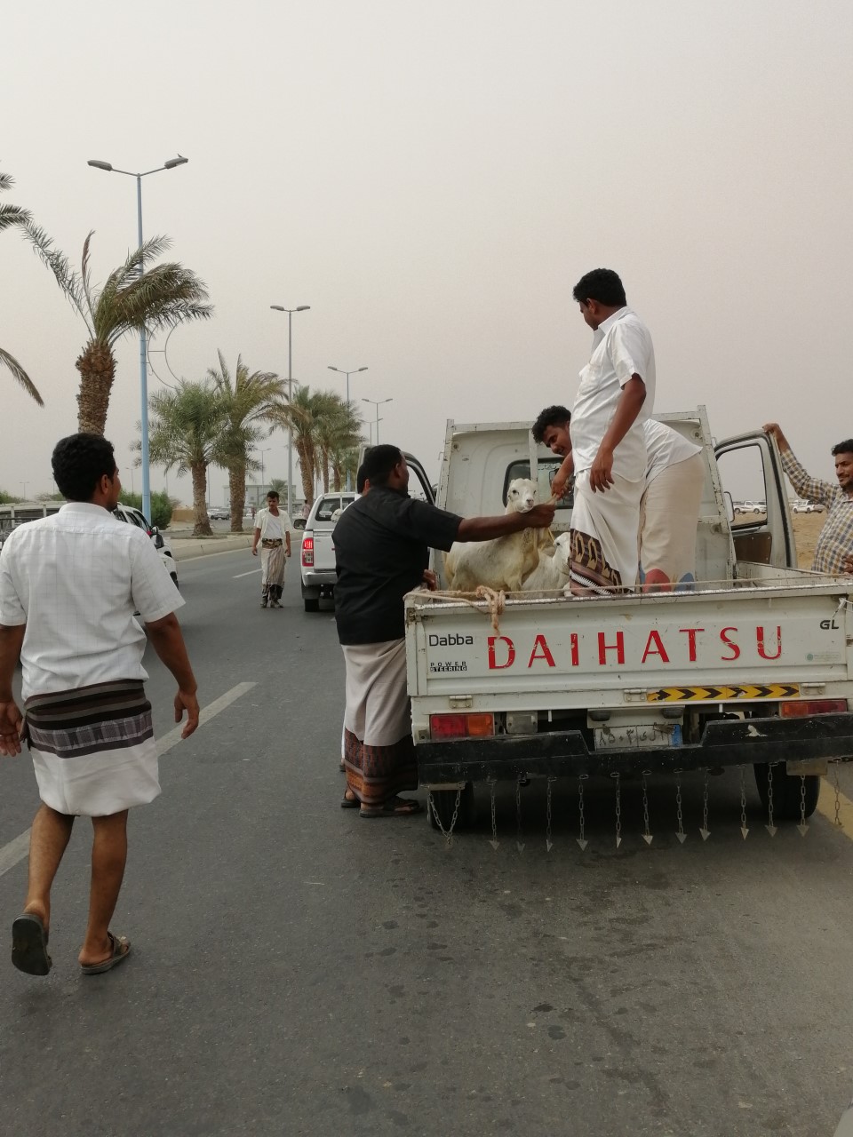 صور.. تلقي الركبان ظاهرة تُربك مرتادي سوق الأغنام بأحد المسارحة