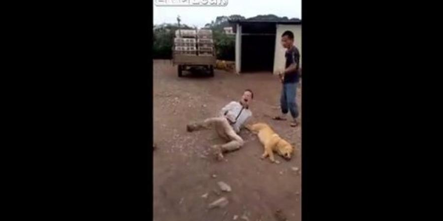 فيديو.. تحطيم عظام لص سرق كلبًا وقتله لبيعه