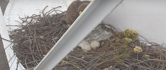 فيديو.. طائر يستخدم حيلة ذكية لحماية البيض من الأمطار
