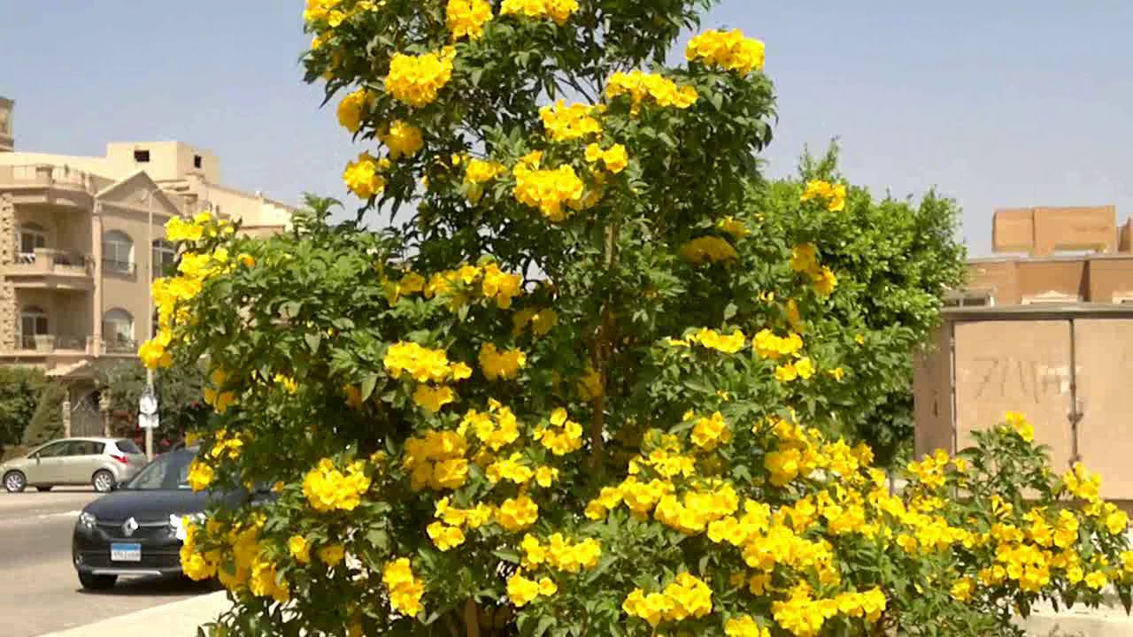 فيديو “المواطن” .. أفضل الأشجار للزراعة في المملكة