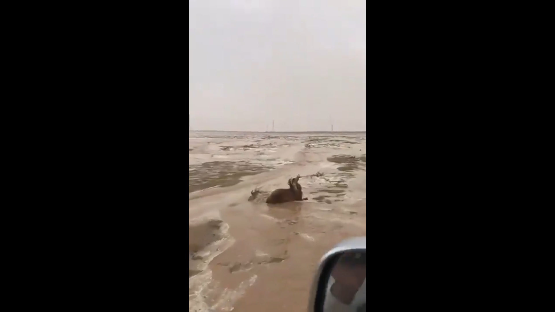 تجمدت في أماكنها.. فيديو لما فعله برد القصيم في قطيع من الأغنام!