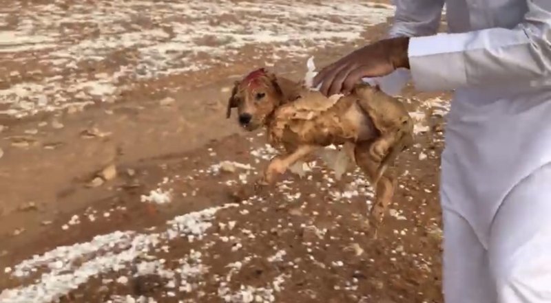 فيديو مؤثر.. مواطن ينقذ كلبين جرفتهما سيول رماح