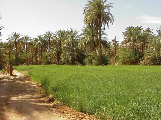 وفد سعودي يبحث فرص الاستثمار الثلاثي في موريتانيا
