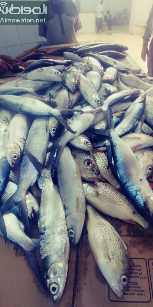 “المواطن” تتجول بأشهر سوق للأسماك بجازان وترصد تراجع الأسعار