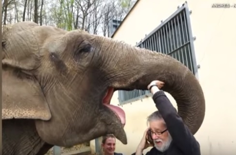 فيديو.. رد فعل فيل يلتقي مدربه بعد 35 عاماً
