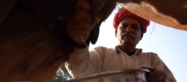 فيديو.. حليب الإبل لإنتاج الصابون والمراهم والشيكولاتة في الهند