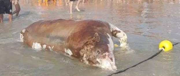 جثث الأبقار تحتل شواطئ تل أبيب