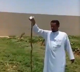 فيديو.. مزارع يتفاجأ بخروج الأفاعي بمزرعته في الدلم بسبب الحرارة