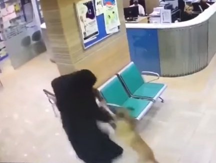 فيديو.. امرأة شجاعة تنقذ طفلتها من هجوم كلب بإحدى المناطق