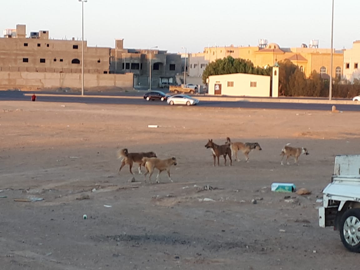 صور.. الكلاب الضالة تثير الرعب وتهدد حياة أطفال مصيف تبوك