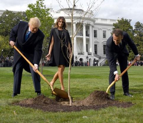 موت شجرة الصداقة الأمريكية الفرنسية في البيت الأبيض