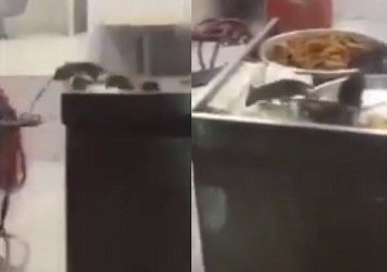 فيديو.. فئران تتجول على الوجبات في أحد مطاعم المدينة