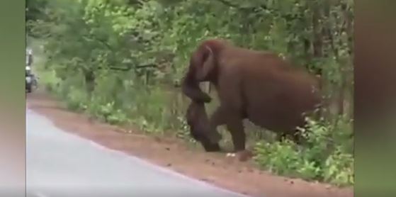 فيديو مؤثر.. أنثى فيل مكلومة تُشيّع صغيرها