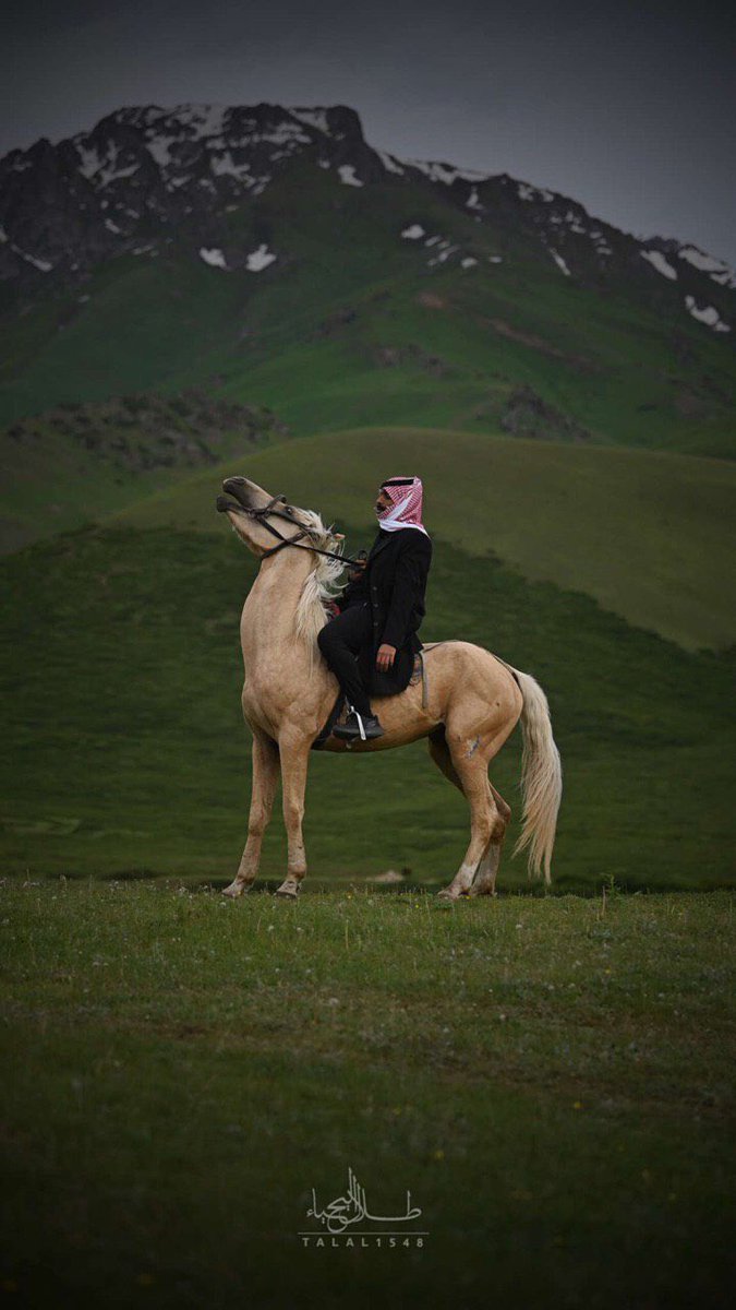 فيديو.. المخيم السعودي في قيرغزستان .. طقوس المملكة تغزو وسط آسيا