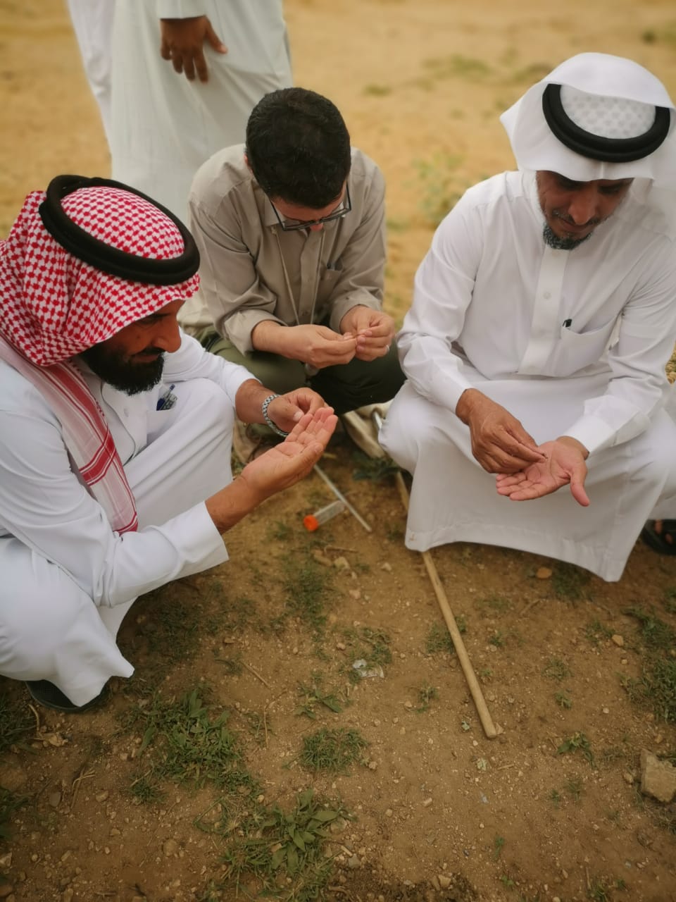 البيئة تكافح ديدان العارضة