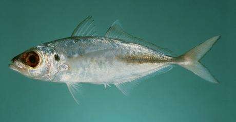 بدء تطبيق ⁧حظر صيد⁩ أسماك ⁧الباغة⁩ على ساحل ⁧البحر الأحمر⁩ للمملكة