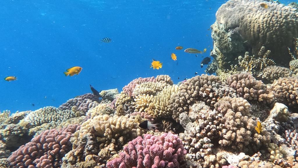 صور.. الشعاب المرجانية في نيوم الأهم على وجه الأرض