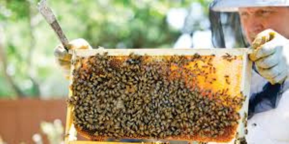 الباحة تجمع خبراء صناعة النحل من 12 دولة