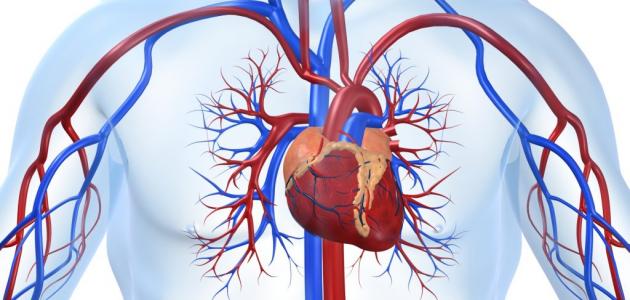صورة هل ارتفاع إنزيمات القلب مؤشر لحدوث جلطة؟