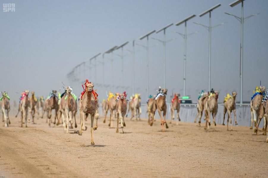 انطلاق الأشواط الدولية والإنتاج والسودانية بمهرجان ولي العهد للهجن