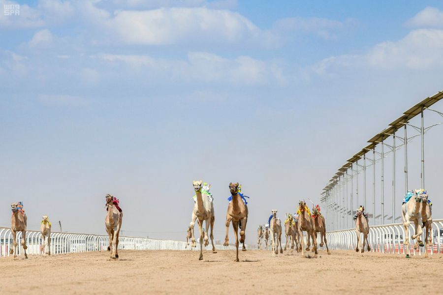 نتائج أشواط الفترة المسائية لمهرجان ولي العهد للهجن