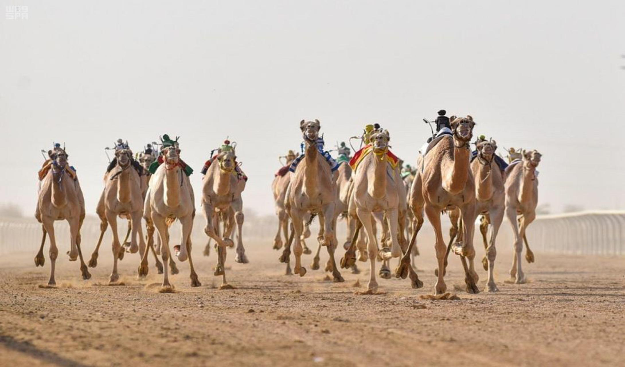 صور .. تنافس مثير في ثالث أيام مهرجان ولي العهد للهجن