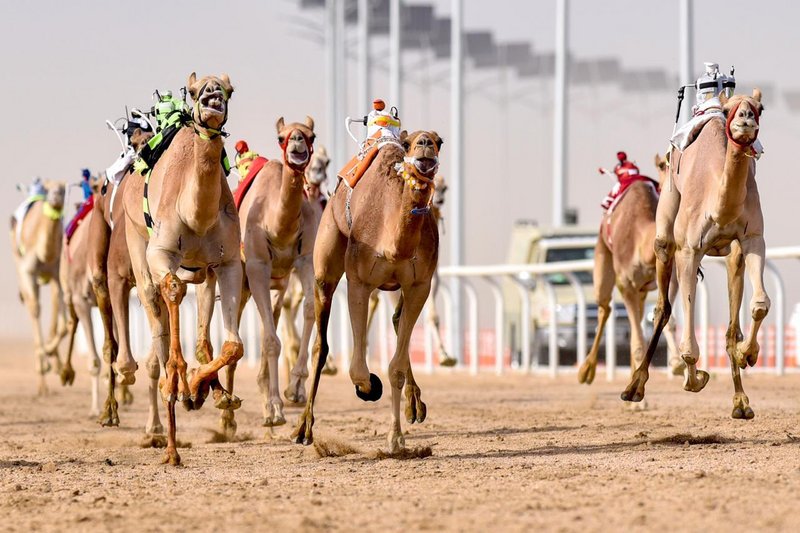 هجن الرئاسة تشعل أجواء ميدان الطائف