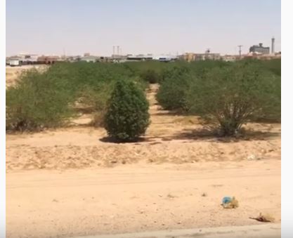 فيديو.. مواطن يطالب أمانة الحفر بنقل ألف شجرة