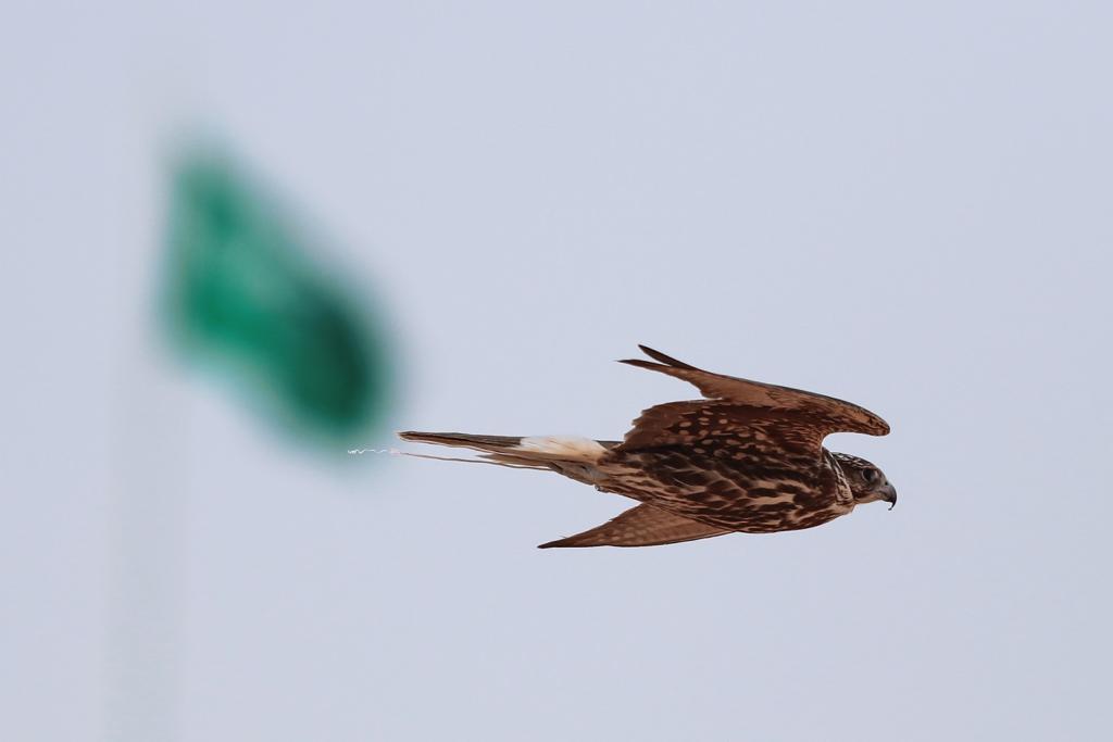 بدء تسجيل المشاركين بمهرجان الصقور