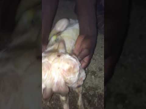 فيديو.. ولادة خروف برأسين في خميس مشيط