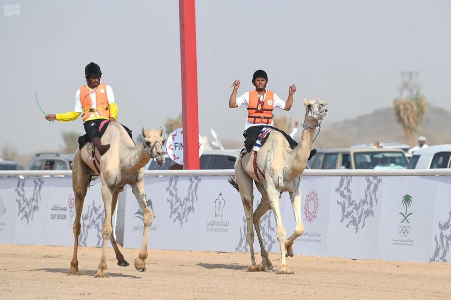 انطلاق منافسات مهرجان ولي العهد للهجن 8 أغسطس