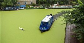 بحيرة تتحول إلى الأخضر بسبب الطقس الحار!