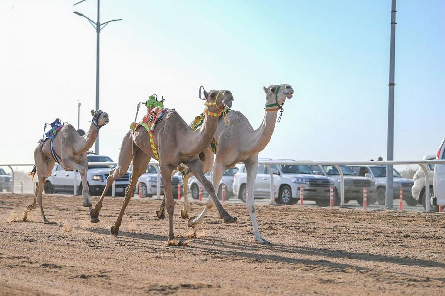 مروح ومشكورة يتقدمان في أشواط مهرجان ولي العهد للهجن