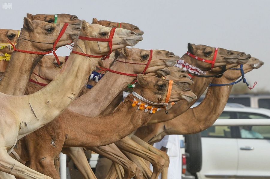 الفلاحي: مهرجان ولي العهد للهجن رفع طموحات الملاك والمدربين