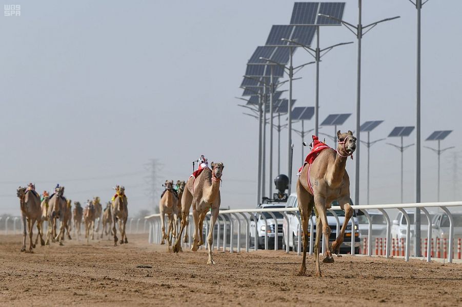 هجن الرئاسة تتصدر أشواط الجذاع المسائية.. والشايبة تخطف الأضواء