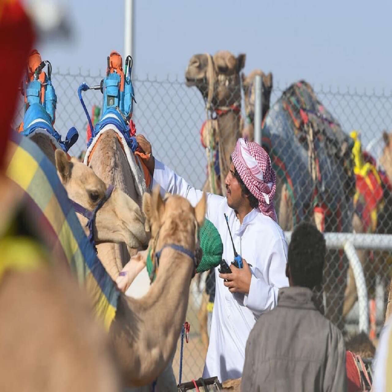 صور.. انطلاق مهرجان ولي العهد للهجن