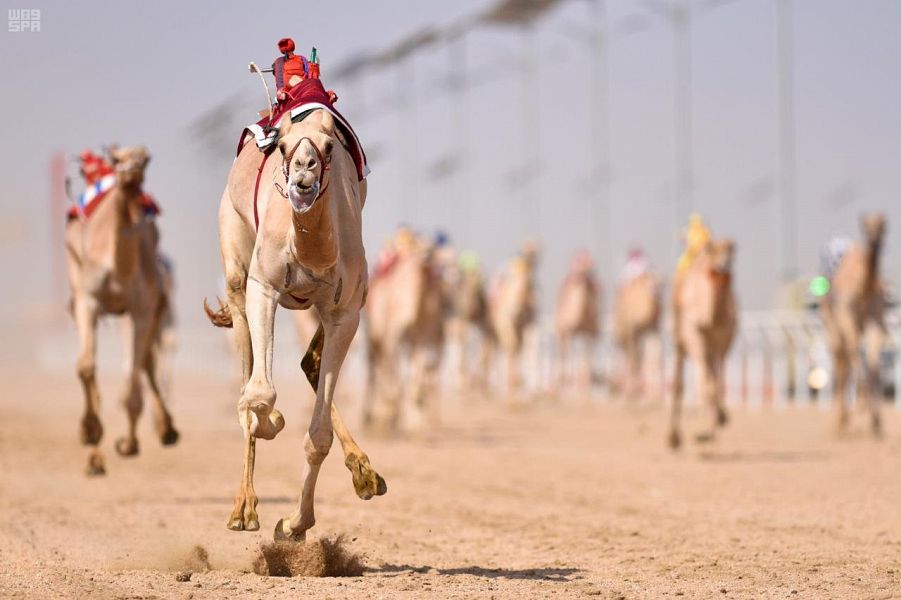 قبول تحسم الشوط الأول الرئيس لفئة الثنايا بمهرجان ولي العهد للهجن