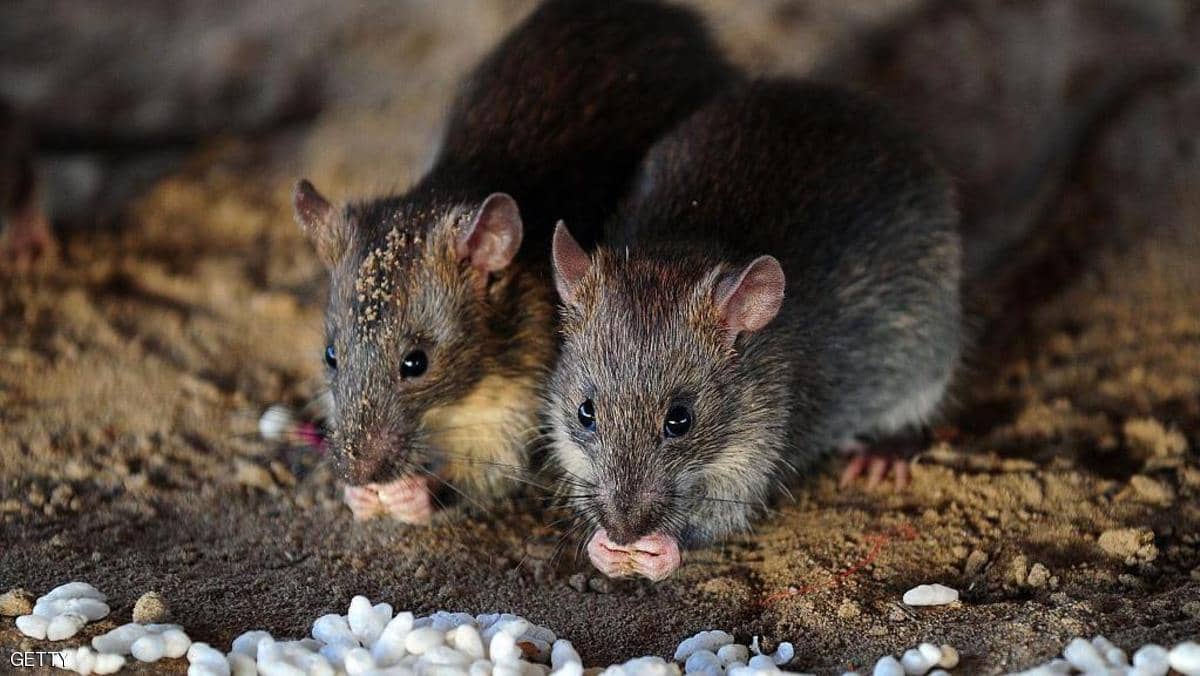 انتشار الفئران في أوروبا بسبب التغير المناخي يثير الذعر
