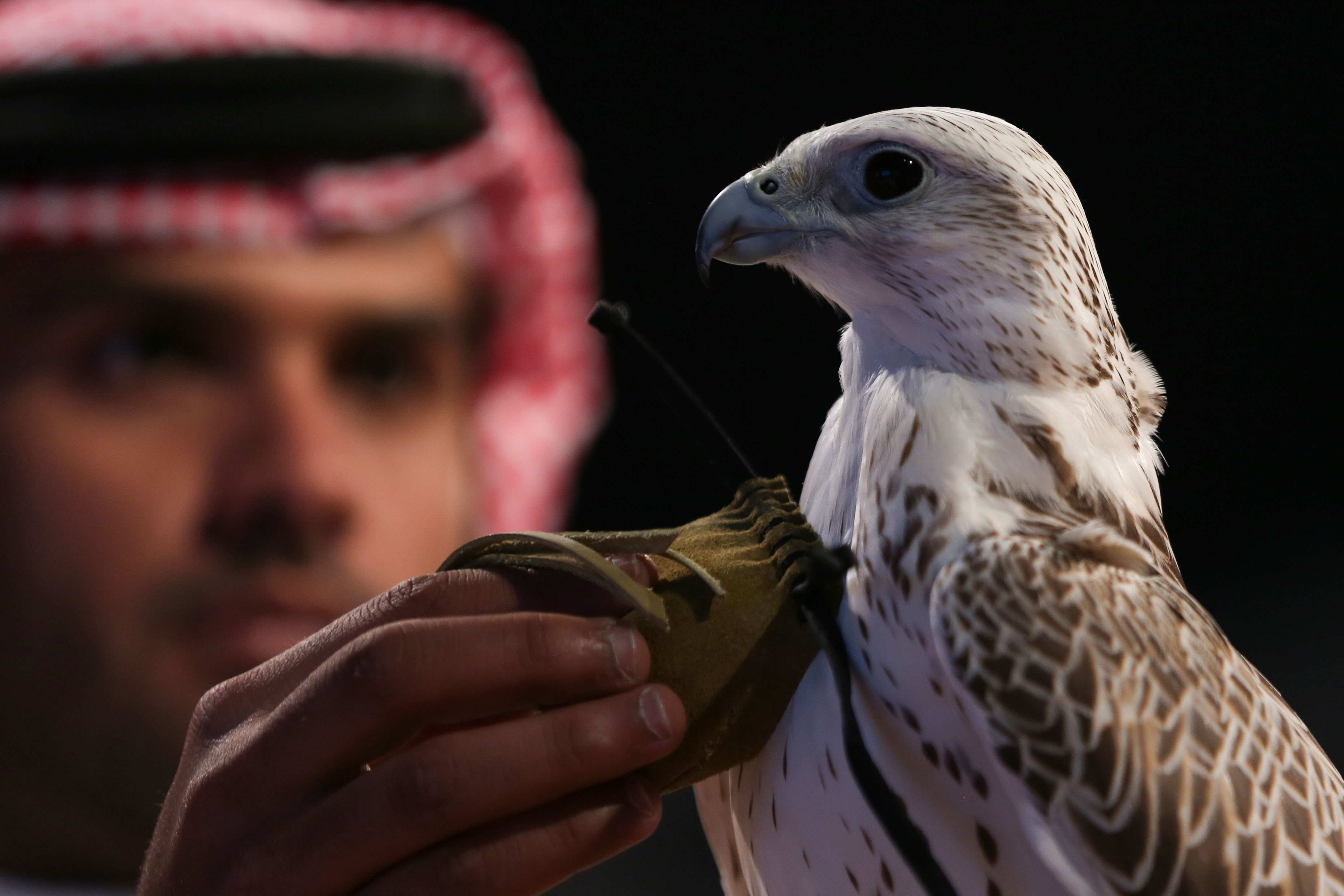 مهرجان الصقور يقيم الأشواط النهائية لـ الملواح غدًا