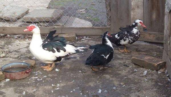 فرنسا تحاكم 50 من طيور البط.. والسبب غير متوقع