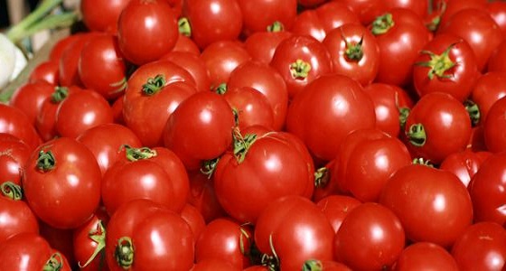 الخضيري: مجاهيل السناب روّجوا لإشاعة الطماطم المسرطنة