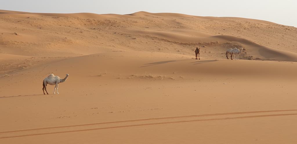 اللجنة الفنية تنهي فحص مسار رالي القصيم