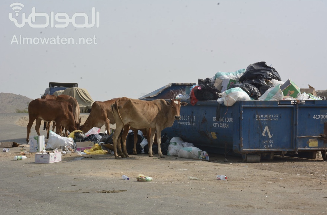 “المواطن” ترصد نفايات متناثرة حول حاويات القمامة بمحايل.. والشؤون البلدية تعقب