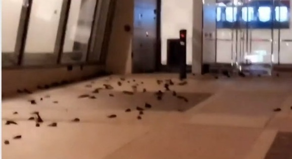 فيديو.. مئات الطيور تصطدم بزجاج قاعة مشاهير ناسكار بأمريكا