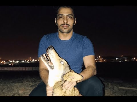 فيديو.. شاب يقتـل ذئباً أثار الذعر في المدينة المنورة