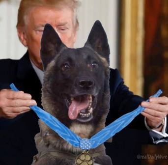 ميدالية وصورة.. قصة الكلب الموهوب بطل عملية قتل البغدادي