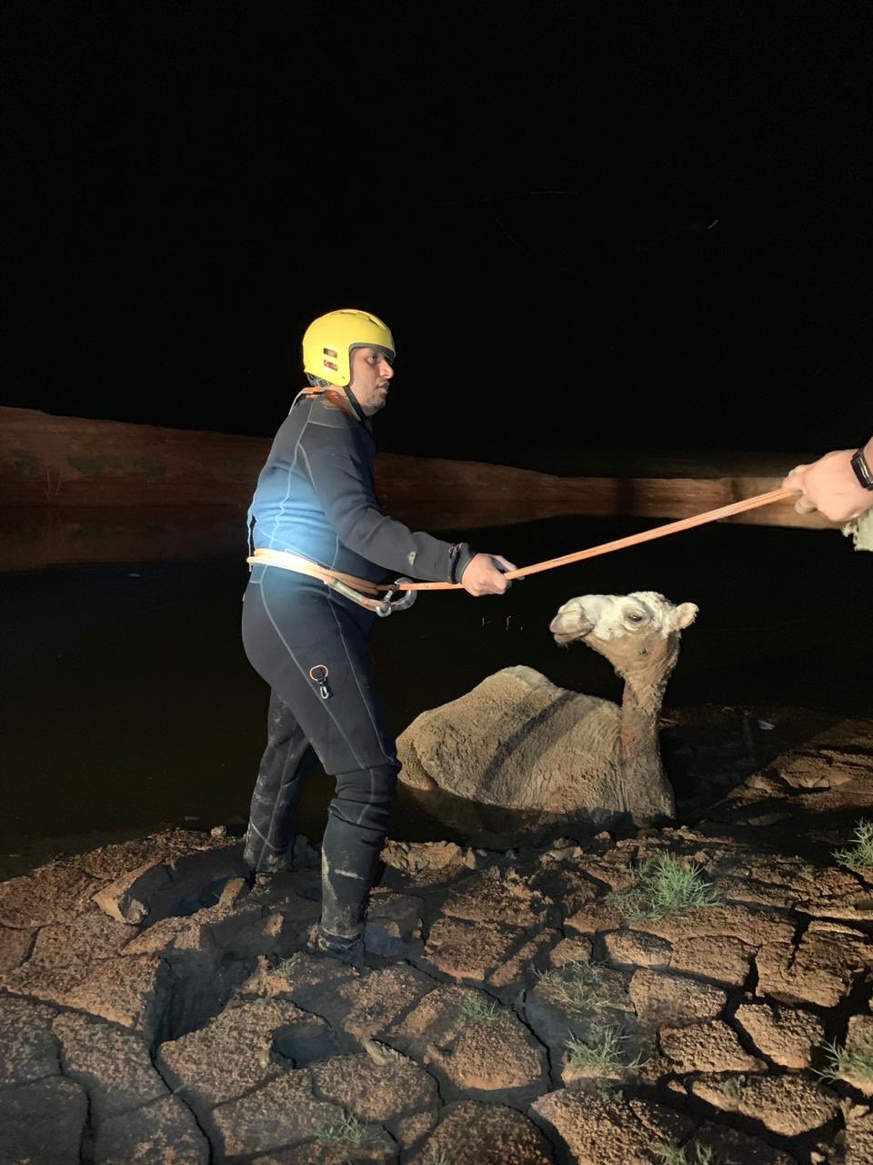 صور.. مدني بريدة يفك احتجاز جمل في مستنقع طيني