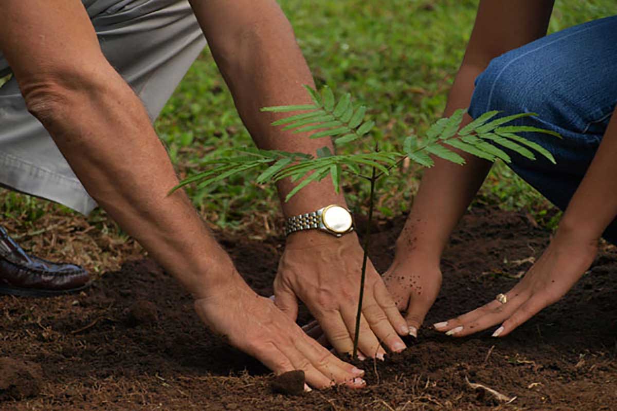 مبادرة لغرس 100 ألف شجرة في المدينة المنورة 