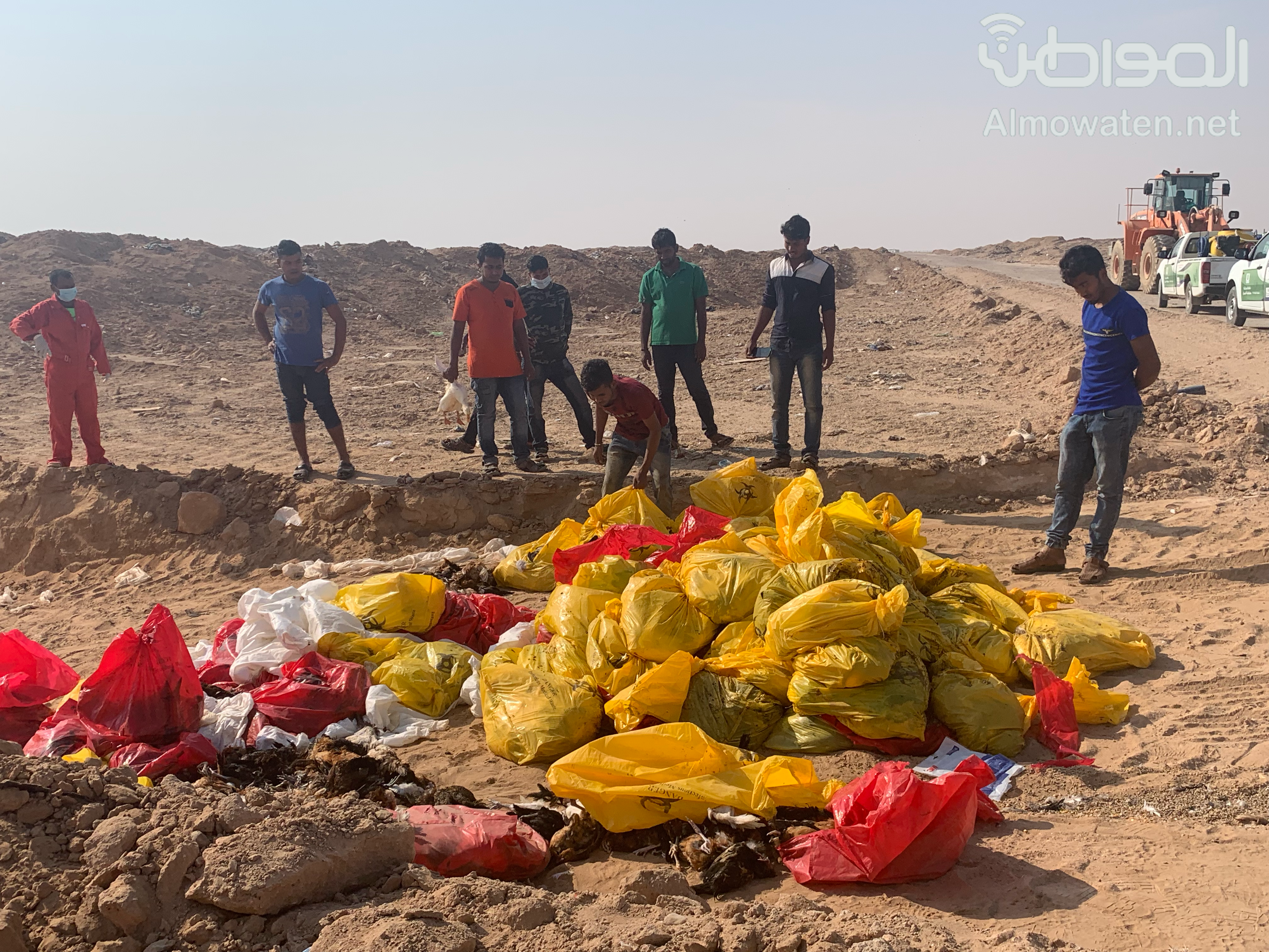 عمالة تستحوذ على طيور مصابة بالإنفلونزا!